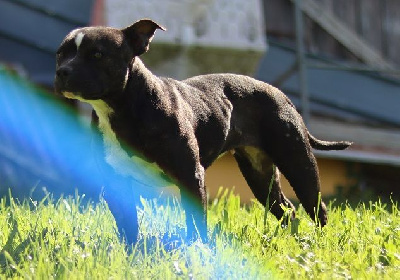 Étalon Staffordshire Bull Terrier - Siera lazy des Chasseurs D'Ombre