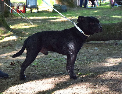 Étalon Staffordshire Bull Terrier - Arvernmolosse Satan