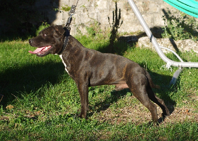 Étalon Staffordshire Bull Terrier - Reggie of Knightwood Oak
