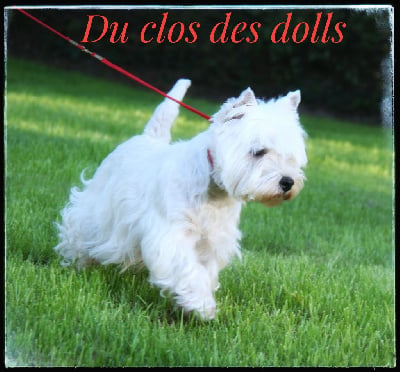 Étalon West Highland White Terrier - Prima donna Le clos des dolls