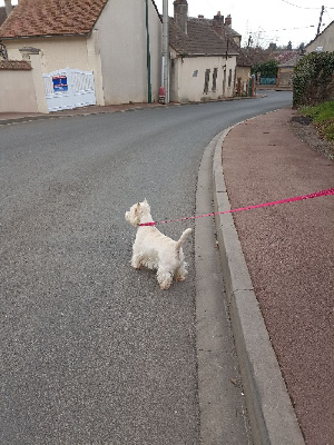 Étalon West Highland White Terrier - N-j de Paline
