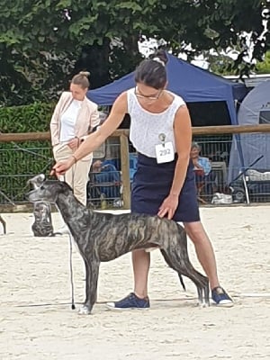 Étalon Whippet - CH. Nytch of Cyly of Course