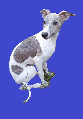 Étalon Whippet - Termaji De Enez Leñvenn