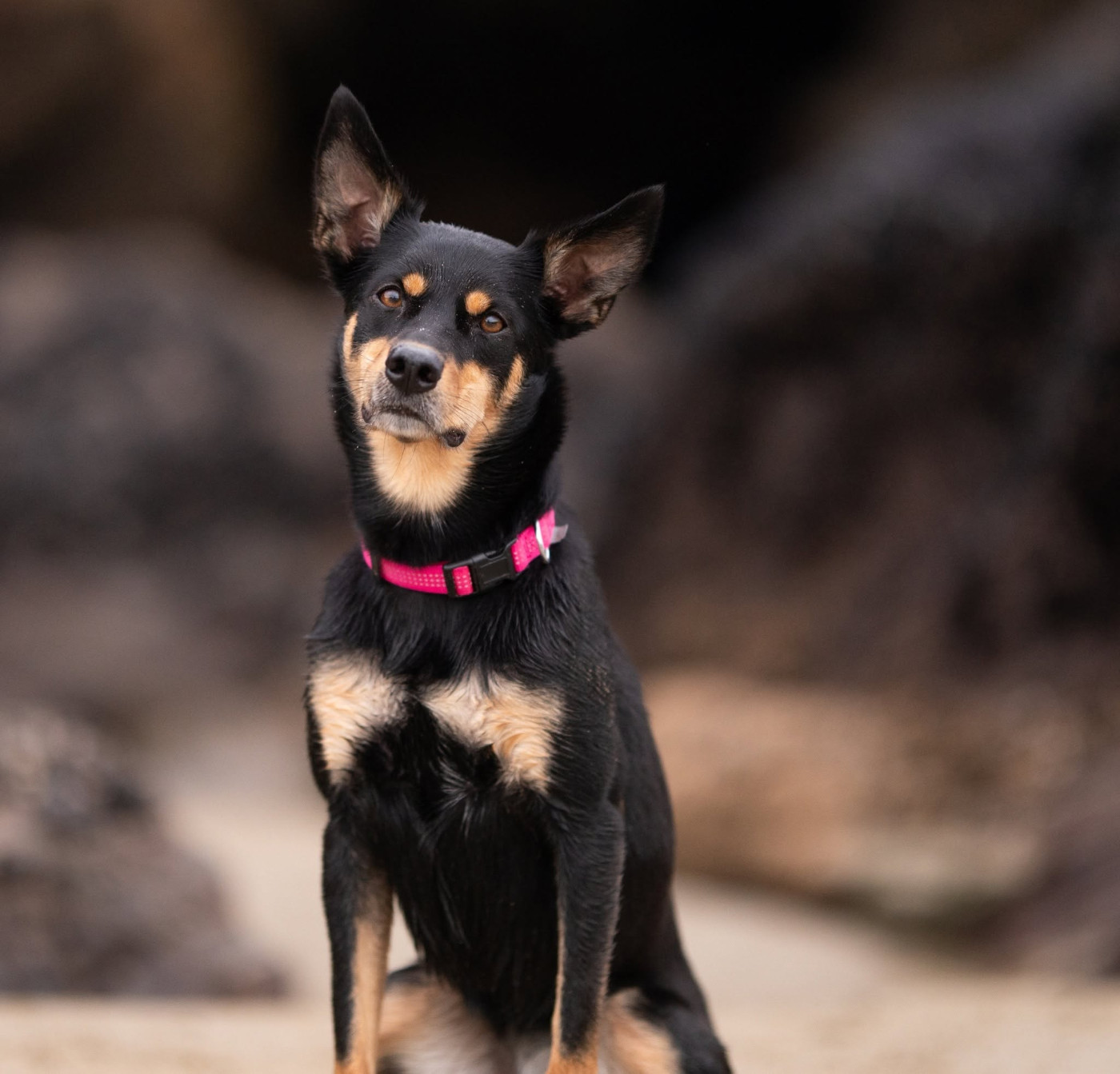 Publication : Ringa De Jais  Auteur : Sarah