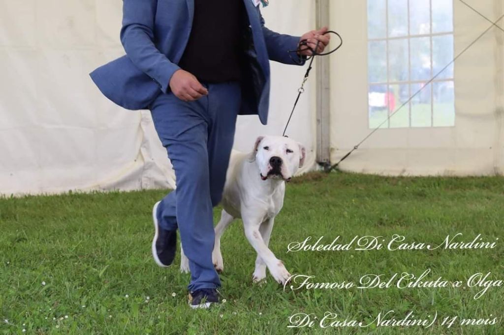 Les Dogo Argentino de l'affixe   Dogos Del Sol De May