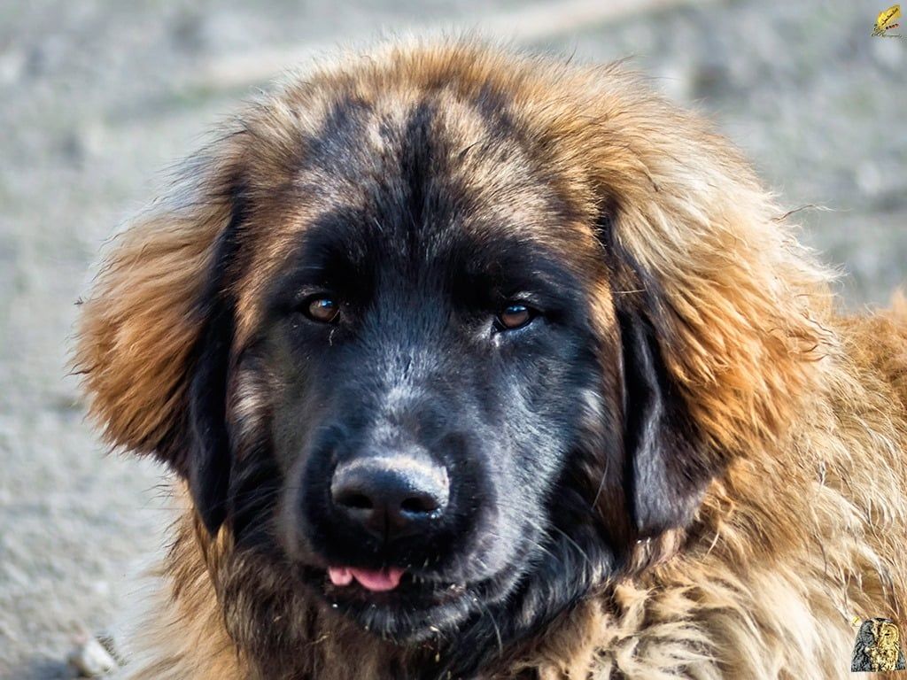 Les Leonberger de l'affixe   Du Haras De La Toison D'Or