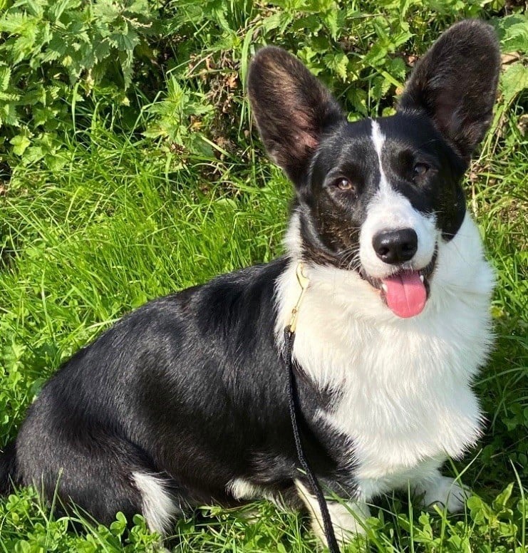 Les Welsh Corgi Cardigan de l'affixe   Des Plaines Du Nid D'Arlequin