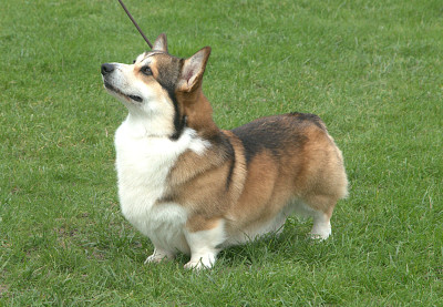 Étalon Welsh Corgi Pembroke - dar elfov Floks