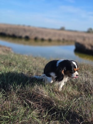 Étalon Cavalier King Charles Spaniel - Tentation du Domaine des Airaudes