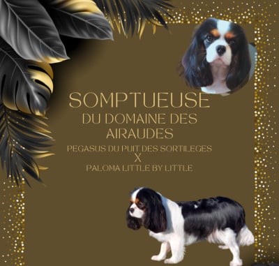 Étalon Cavalier King Charles Spaniel - Somptueuse du Domaine des Airaudes