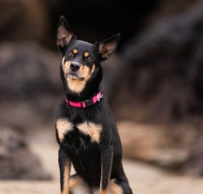 Étalon Australian Kelpie - Ringarooma Ty'nouk