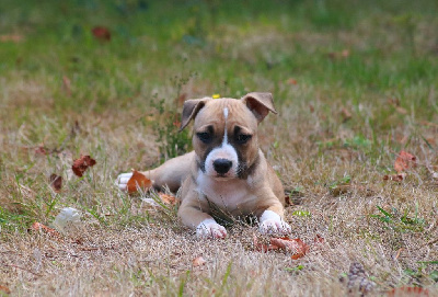Étalon American Staffordshire Terrier - Tex avery bip bip Du chemin des moulins