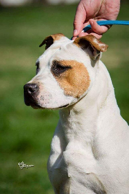 Étalon American Staffordshire Terrier - jc ring angels Orca