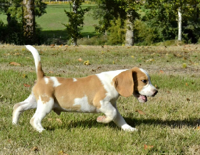 Étalon Beagle - Tenor Des Chasseurs Du Temps