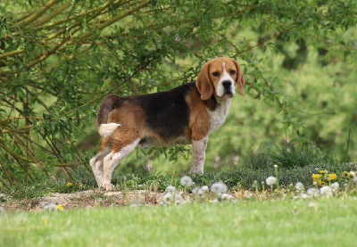 Étalon Beagle - Smarties De La Croix Des Bruyeres