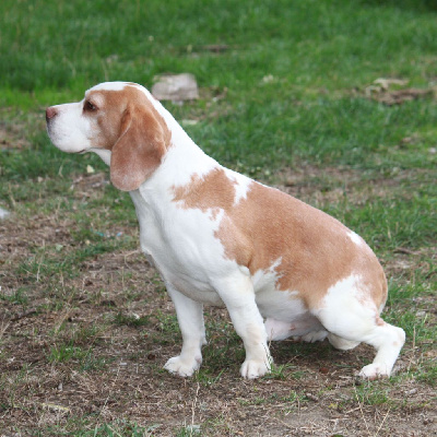 Étalon Beagle - Or jaune Des Courants De La Selle