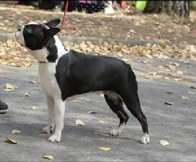 Étalon Boston Terrier - New girl du Val de la Lavande