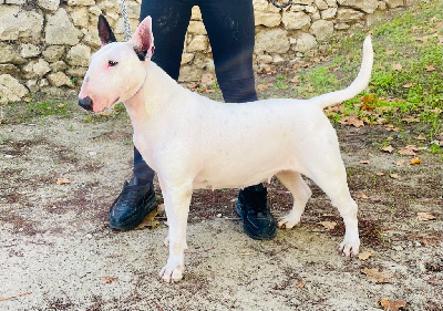 Étalon Bull Terrier - Miss white shadow at controlled chaos (Sans Affixe)