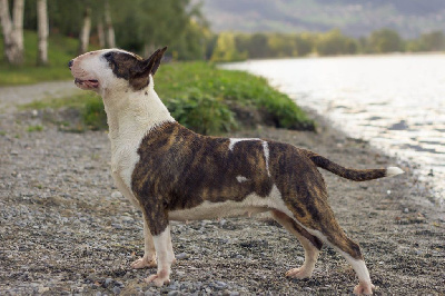 Étalon Bull Terrier - CH. Loco en el coco du pays du Mont Blanc