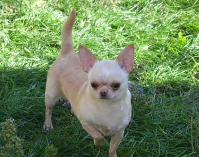Étalon Chihuahua - Sybelle Des Pattounes Douces