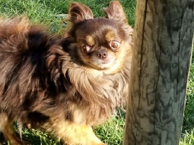 Étalon Chihuahua - Mon petit mahori des Petits Mots Doux