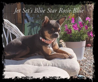 Étalon Chihuahua - Jet Set's Blue Star Rosie blue