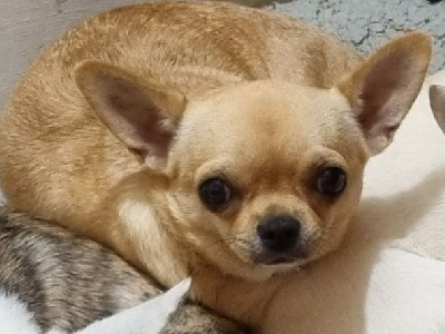 Étalon Chihuahua - Sanka Of Little Dog's Paradise