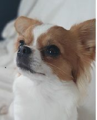Étalon Chihuahua - Si'belle Du Hameau De Selcra
