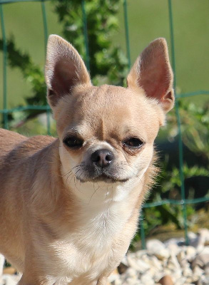 Étalon Chihuahua - Skinny De La Cite D'esmee