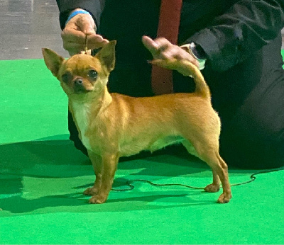 Étalon Chihuahua - Reina giovanna Des Matriochekas Mexicaines