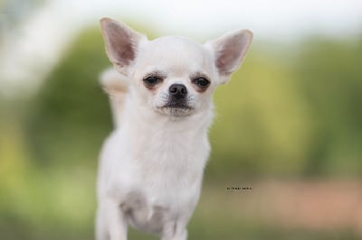 Étalon Chihuahua - teakway's Chasing hights