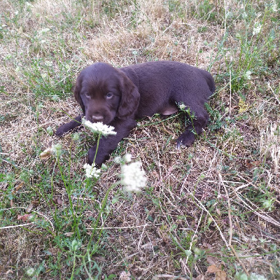 Étalon Cocker Spaniel Anglais - Touchoco du Tertre de la Pommeraie