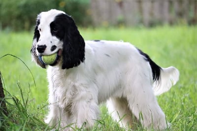Étalon Cocker Spaniel Anglais - Summer of love Du Pays Des Petits Chenapans