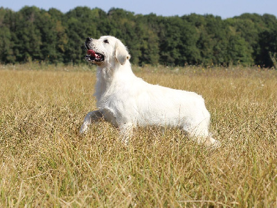Étalon Golden Retriever - R'mione (Sans Affixe)