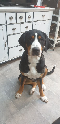Étalon Grand bouvier suisse - Buffy zorska prima