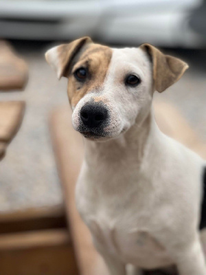 Étalon Jack Russell Terrier - Soquette des cretes du pilat