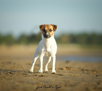 Étalon Jack Russell Terrier - Rebel ziggy stardust Du Bois De Capsil