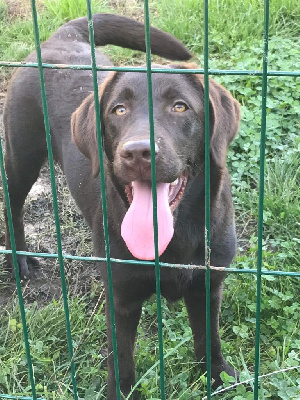 Étalon Labrador Retriever - Hunting Friend Taboo