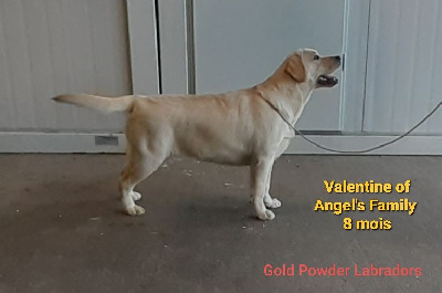 Étalon Labrador Retriever - Valentine Of Angel's Family