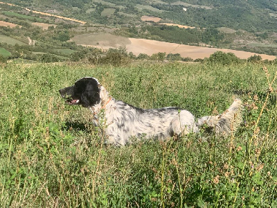 Étalon Setter Anglais - des Arcanes de Scolopax Silver
