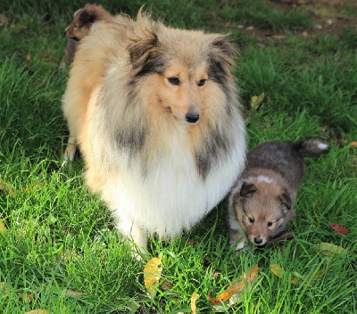 Étalon Shetland Sheepdog - New york capucine du Royaume de la Petite étoile