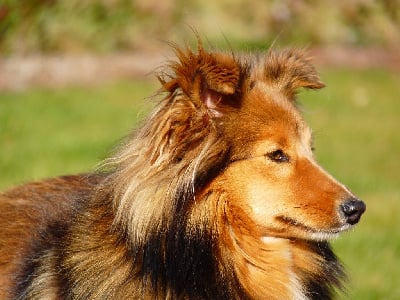 Étalon Shetland Sheepdog - Rubis blonde des Bordes Rouges