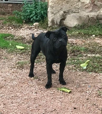 Étalon Staffordshire Bull Terrier - Shanghai De la crique du Flojule