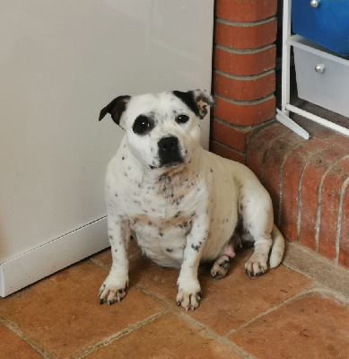 Étalon Staffordshire Bull Terrier - Pepita dite pookie (Sans Affixe)