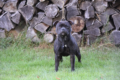 Étalon Staffordshire Bull Terrier - Sansa des Guerriers Celtes