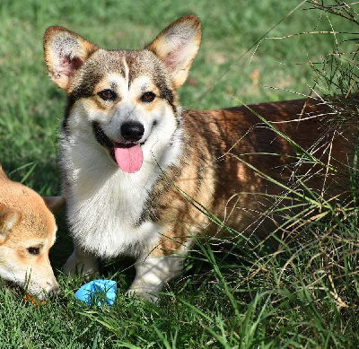 Étalon Welsh Corgi Pembroke - dar elfov Flocks}