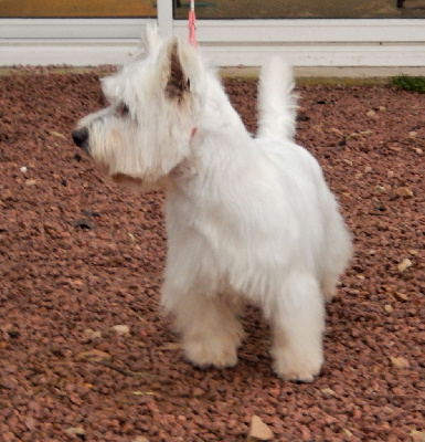Étalon West Highland White Terrier - Skipper Du mystere d'arroc
