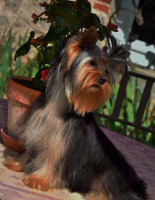 Étalon Yorkshire Terrier - Happily's Scarlett o'hara