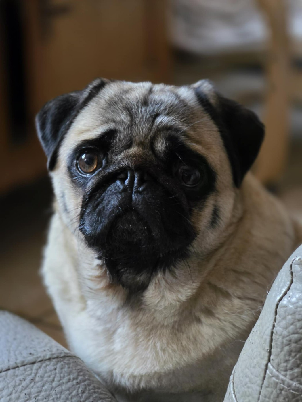 Les Carlin de l'affixe   Des Chéris A Lily