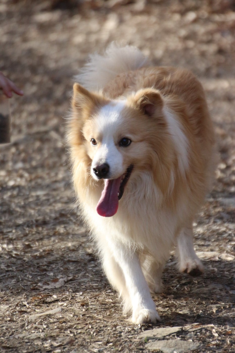 sparky dogs border collies Goldrake